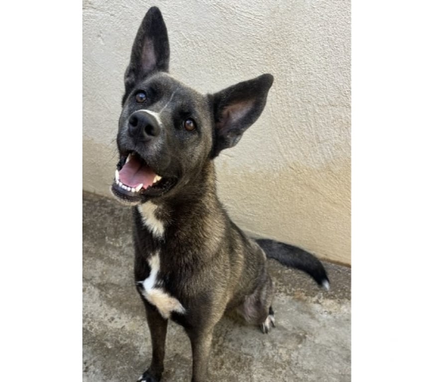 Don animaux Hérault Beziers - 34500 - Photos Vivastreet BAKLAVA, chienne type cane corso, 1 an non lof