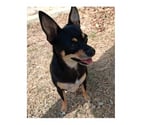 Beziers - Hérault — BAMBI, chienne croisée chihuahua 2 ans non lof