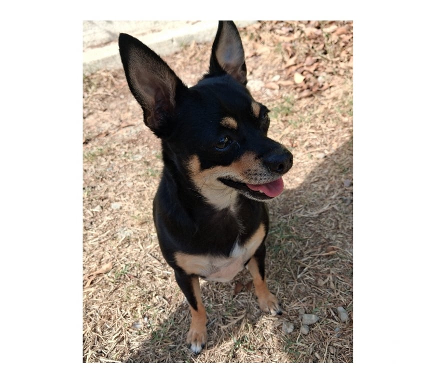 Don animaux Hérault Beziers - 34500 - Photos Vivastreet BAMBI, chienne croisée chihuahua 2 ans non lof