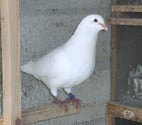 Bagneaux sur Loing - Seine-et-Marne — Pigeons reproducteurs hubbell blanc