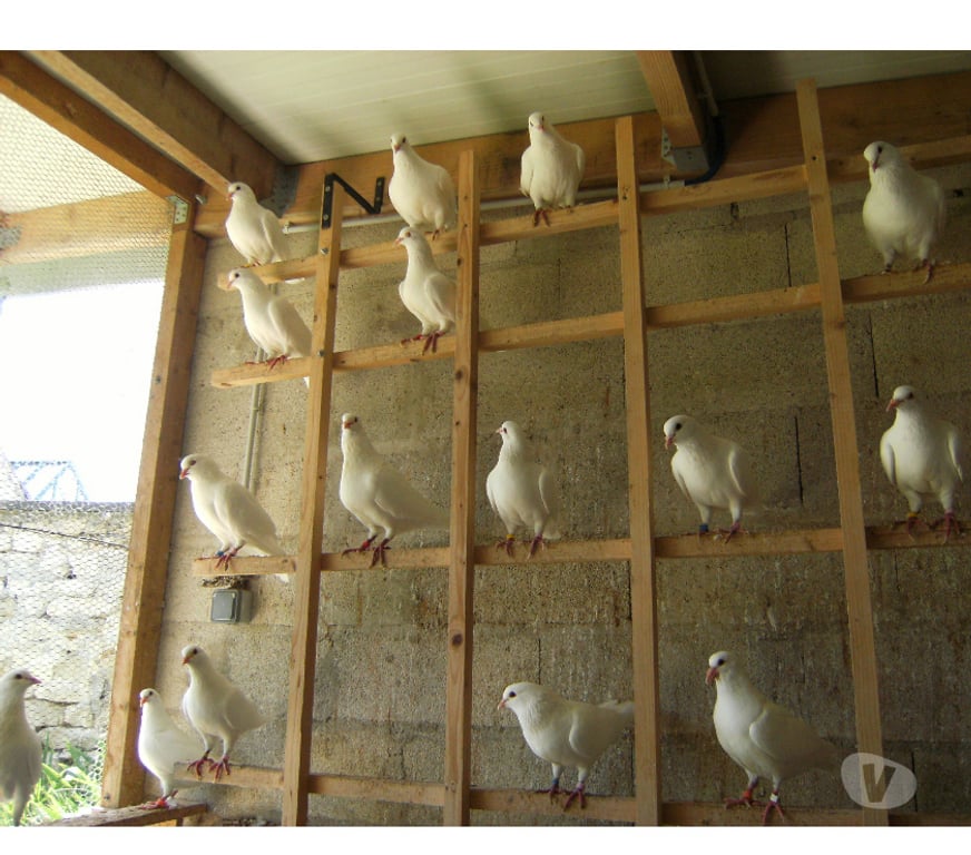 Vente Seine-et-Marne Bagneaux sur Loing - 77167 - Photos Vivastreet Pigeons reproducteurs hubbell blanc