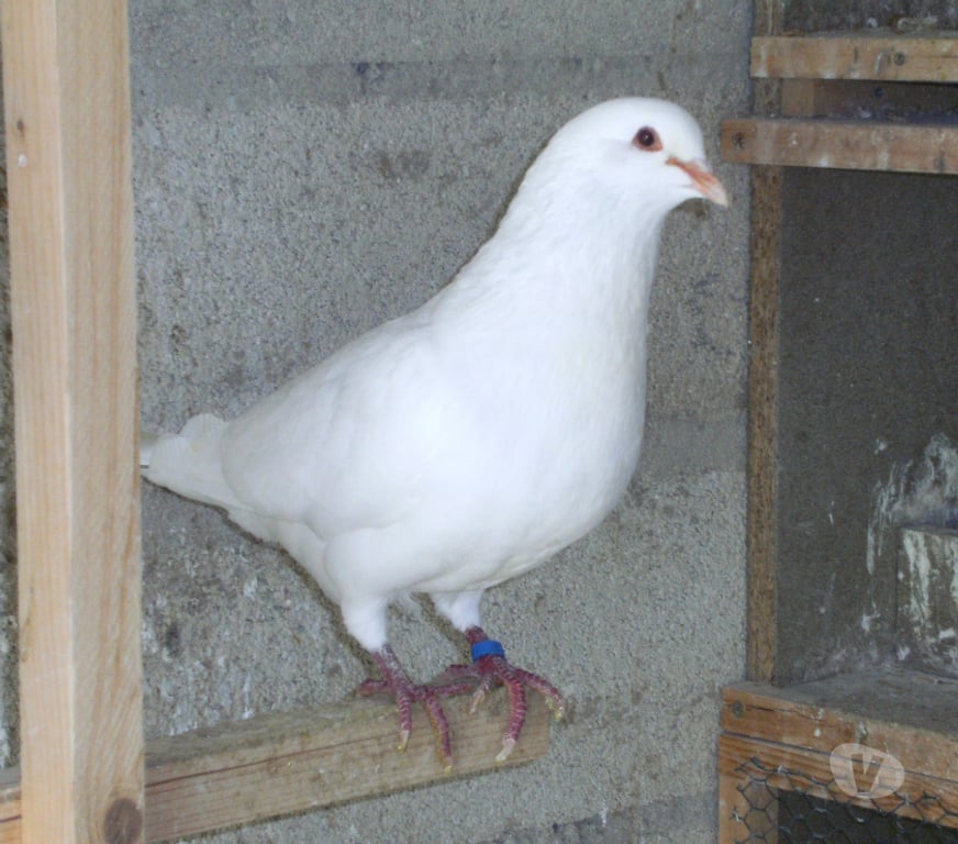 Vente Seine-et-Marne Bagneaux sur Loing - 77167 - Photos Vivastreet Pigeons reproducteurs hubbell blanc