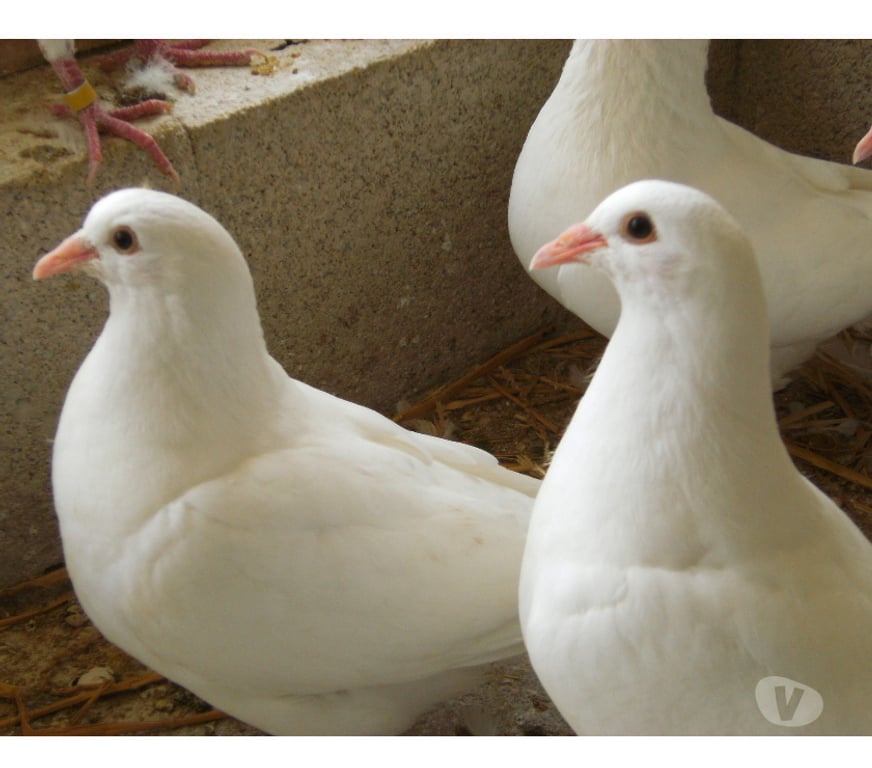 Vente Seine-et-Marne Bagneaux sur Loing - 77167 - Photos Vivastreet Pigeons reproducteurs hubbell blanc