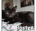 Lyon - Lyon — BASTET, minette joueuse et adorable