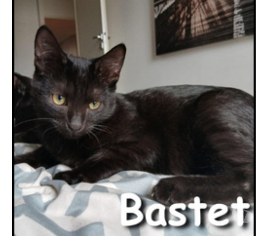 Don animaux Rhône Lyon - Photos Vivastreet BASTET, minette joueuse et adorable