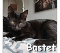 Photos Vivastreet BASTET, minette joueuse et adorable
