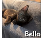 Lyon - Lyon — BELLA, minette adorable et câline