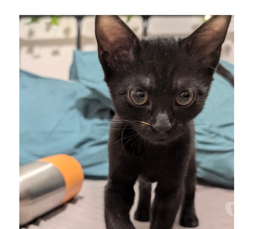 Don animaux Rhône Lyon - Photos Vivastreet BELLA, minette adorable et câline
