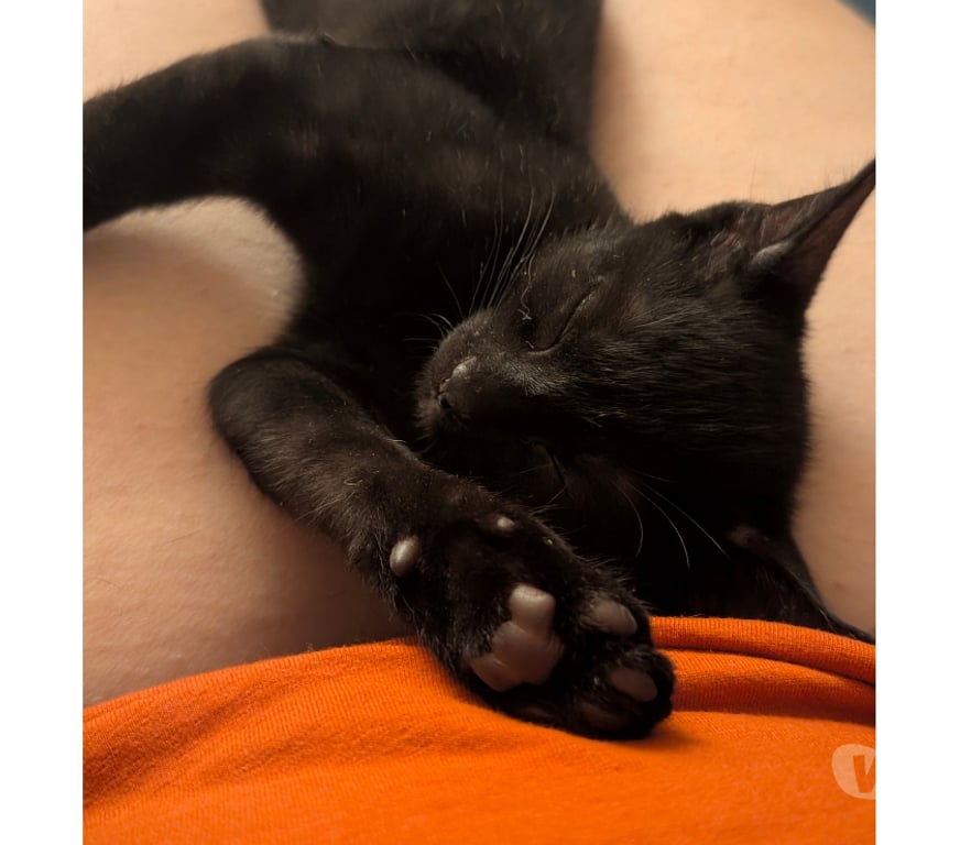 Don animaux Rhône Lyon - Photos Vivastreet BELLA, minette adorable et câline