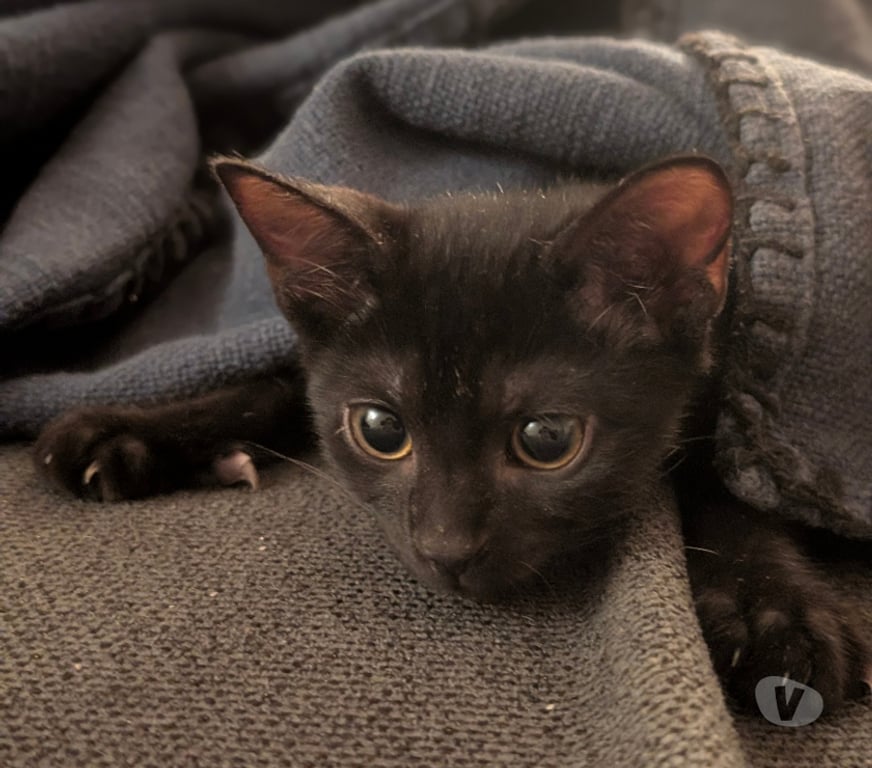 Don animaux Rhône Lyon - Photos Vivastreet BELLA, minette adorable et câline