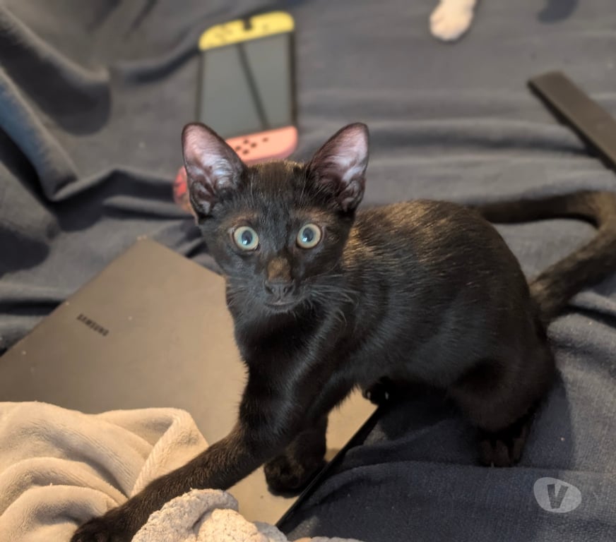Don animaux Rhône Lyon - Photos Vivastreet BENNY, chaton joueur et curieux
