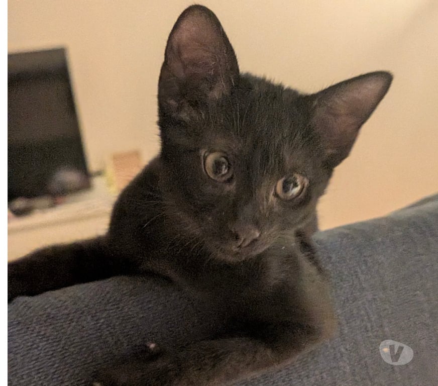 Don animaux Rhône Lyon - Photos Vivastreet BENNY, chaton joueur et curieux