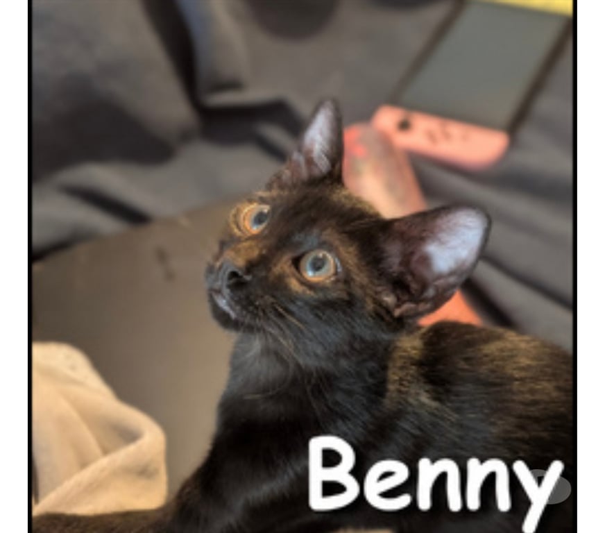 Don animaux Rhône Lyon - Photos Vivastreet BENNY, chaton joueur et curieux