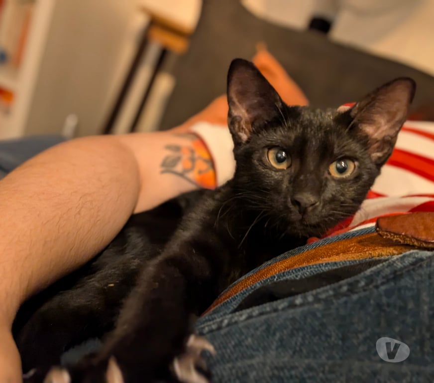 Don animaux Rhône Lyon - Photos Vivastreet BENNY, chaton joueur et curieux