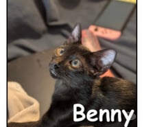 Photos Vivastreet BENNY, chaton joueur et curieux