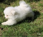 Lille - Lille — Chiot spitz pomeranien femelle blanche pour adoption