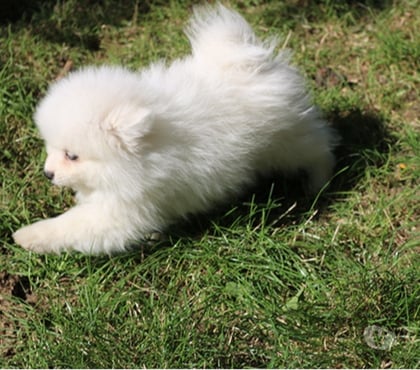 Adoption animaux Lille Lille - Photos Vivastreet Chiot spitz pomeranien femelle blanche pour adoption