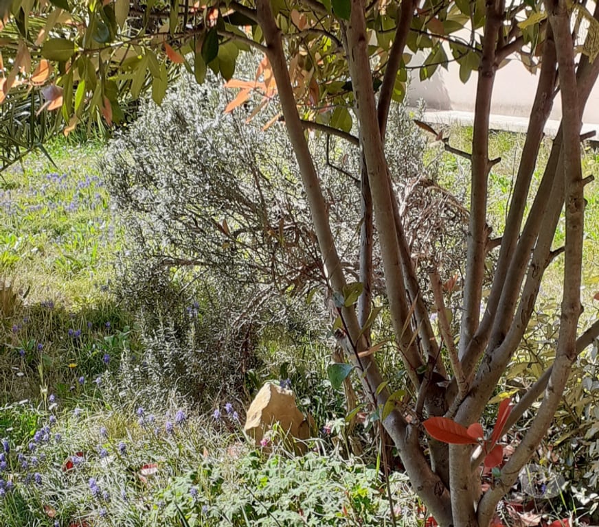 Location appartement Rhône Ste Foy les Lyon - 69110 - Photos Vivastreet T2 45m2 avec jardin 126 m2,garage,dans parc,tennis,volley,