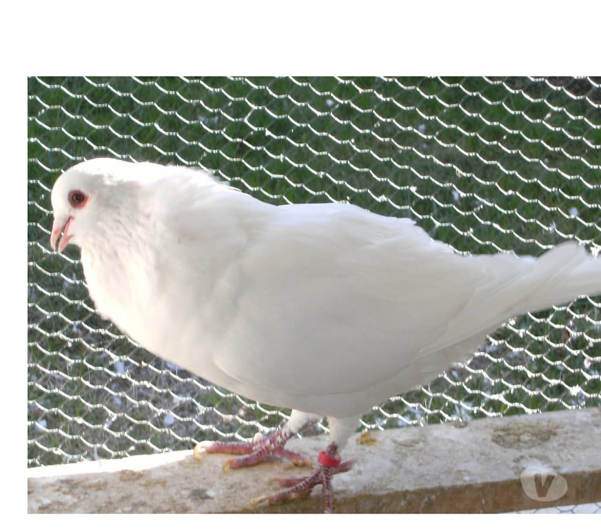 Vente Seine-et-Marne Bagneaux sur Loing - 77167 - Photos Vivastreet Pigeons de chair