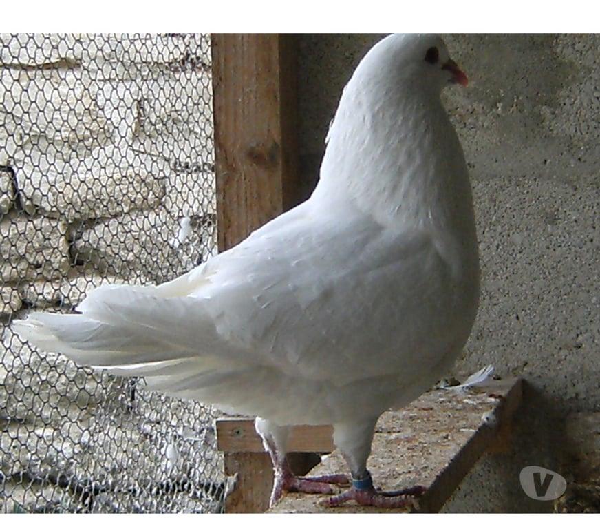 Vente Seine-et-Marne Bagneaux sur Loing - 77167 - Photos Vivastreet Pigeons de chair