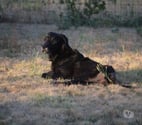 Monnieres - Loire-Atlantique — Chance, labrador croisé beauceron à adopter