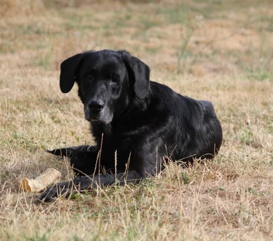 Vente Loire-Atlantique Monnieres - 44690 - Photos Vivastreet Chance, labrador croisé beauceron à adopter