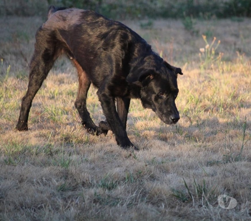 Vente Loire-Atlantique Monnieres - 44690 - Photos Vivastreet Chance, labrador croisé beauceron à adopter