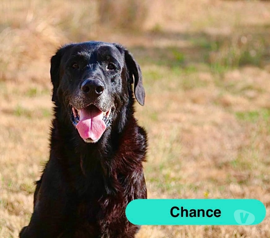 Vente Loire-Atlantique Monnieres - 44690 - Photos Vivastreet Chance, labrador croisé beauceron à adopter