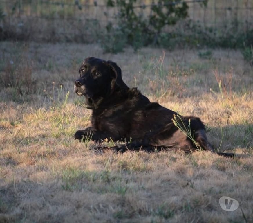 Vente Loire-Atlantique Monnieres - 44690 - Photos Vivastreet Chance, labrador croisé beauceron à adopter