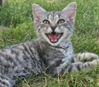 Zouou, chat gris tigré à adopter