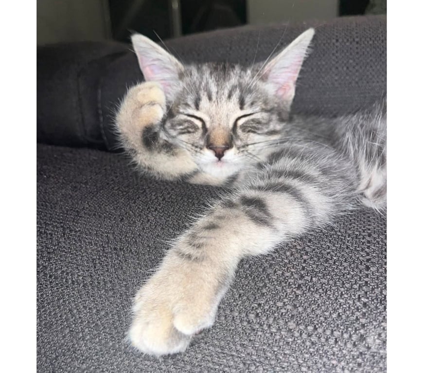 Vente Loire-Atlantique La Boissiere du Dore - 44430 - Photos Vivastreet Zouou, chat gris tigré à adopter