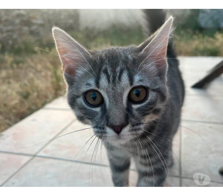 Vente Loire-Atlantique La Boissiere du Dore - 44430 - Photos Vivastreet Zouou, chat gris tigré à adopter