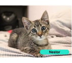 Nestor, chaton gris tigré à adopter