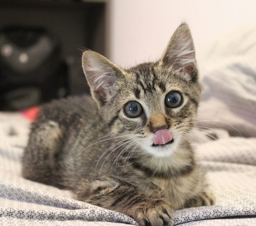 Vente Loire-Atlantique Orvault - 44700 - Photos Vivastreet Nestor, chaton gris tigré à adopter