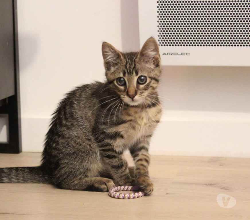 Vente Loire-Atlantique Orvault - 44700 - Photos Vivastreet Nestor, chaton gris tigré à adopter