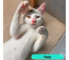 Lege - Loire-Atlantique — Oggy, chat blanc à adopter