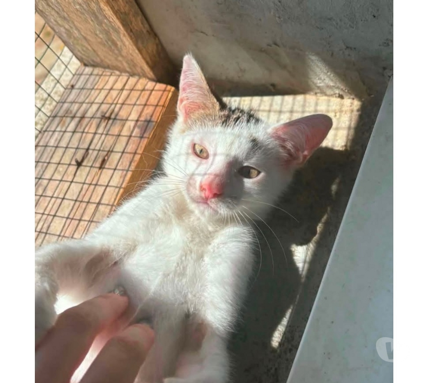 Vente Loire-Atlantique Lege - 44650 - Photos Vivastreet Oggy, chat blanc à adopter