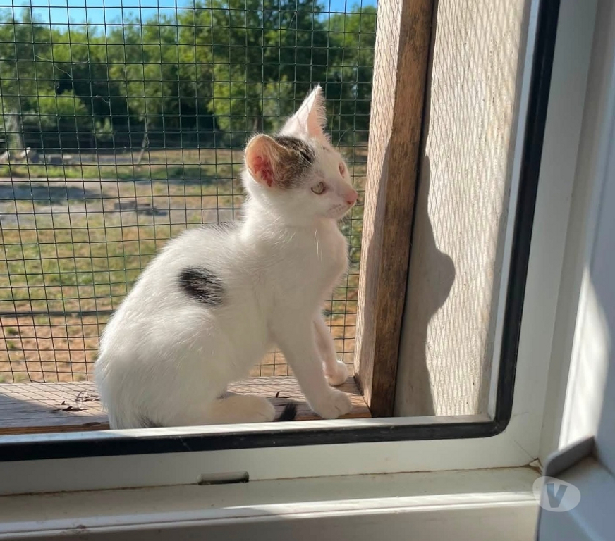 Vente Loire-Atlantique Lege - 44650 - Photos Vivastreet Oggy, chat blanc à adopter