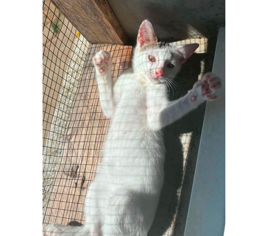 Vente Loire-Atlantique Lege - 44650 - Photos Vivastreet Oggy, chat blanc à adopter