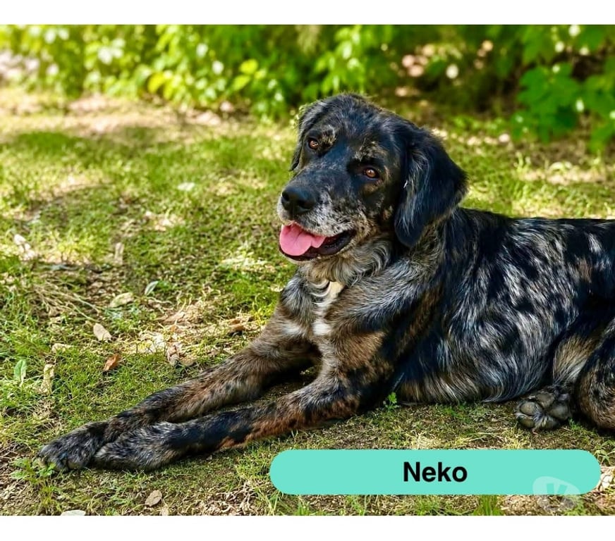 Vente Cher Vornay - 18130 - Photos Vivastreet Neko, jeune chien actif à adopter