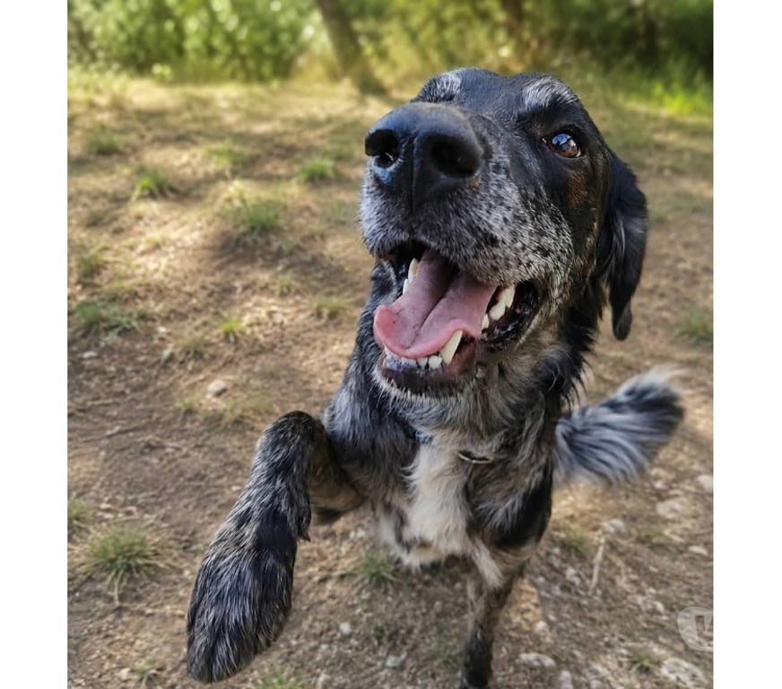 Vente Cher Vornay - 18130 - Photos Vivastreet Neko, jeune chien actif à adopter