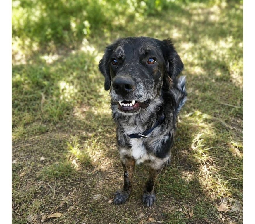 Vente Cher Vornay - 18130 - Photos Vivastreet Neko, jeune chien actif à adopter