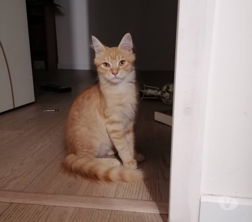 Vente Loire-Atlantique St Mars la Jaille - 44540 - Photos Vivastreet Plachy, jeune chat roux à adopter