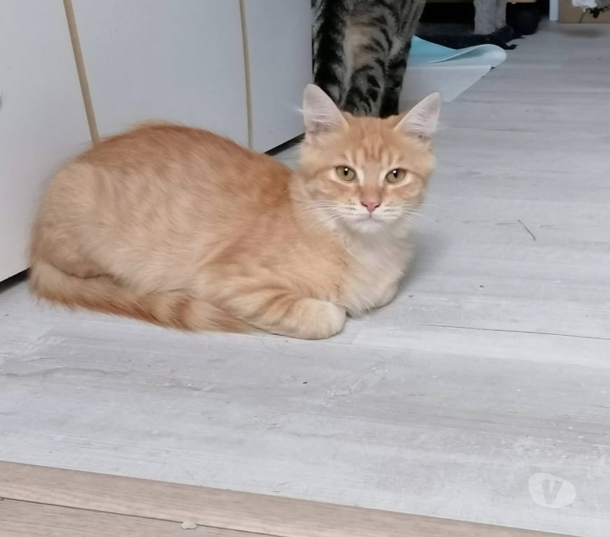 Vente Loire-Atlantique St Mars la Jaille - 44540 - Photos Vivastreet Plachy, jeune chat roux à adopter