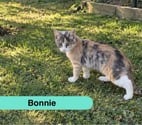 Guenouvry - Guemene Penfao — Bonnie, jeune chatte à adopter