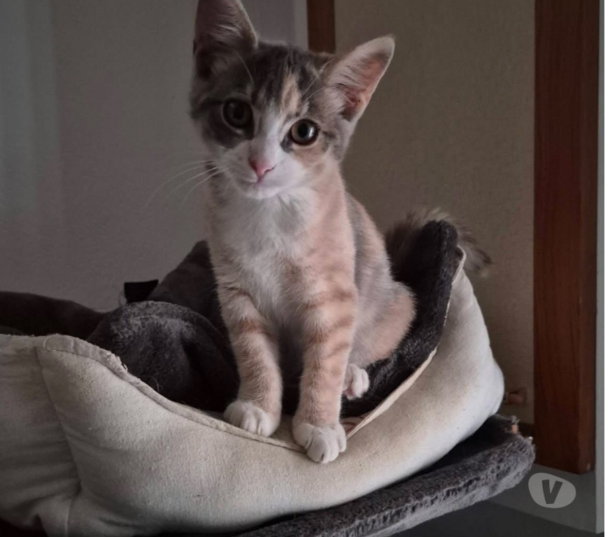 Vente Loire-Atlantique Guemene Penfao - Photos Vivastreet Bonnie, jeune chatte à adopter