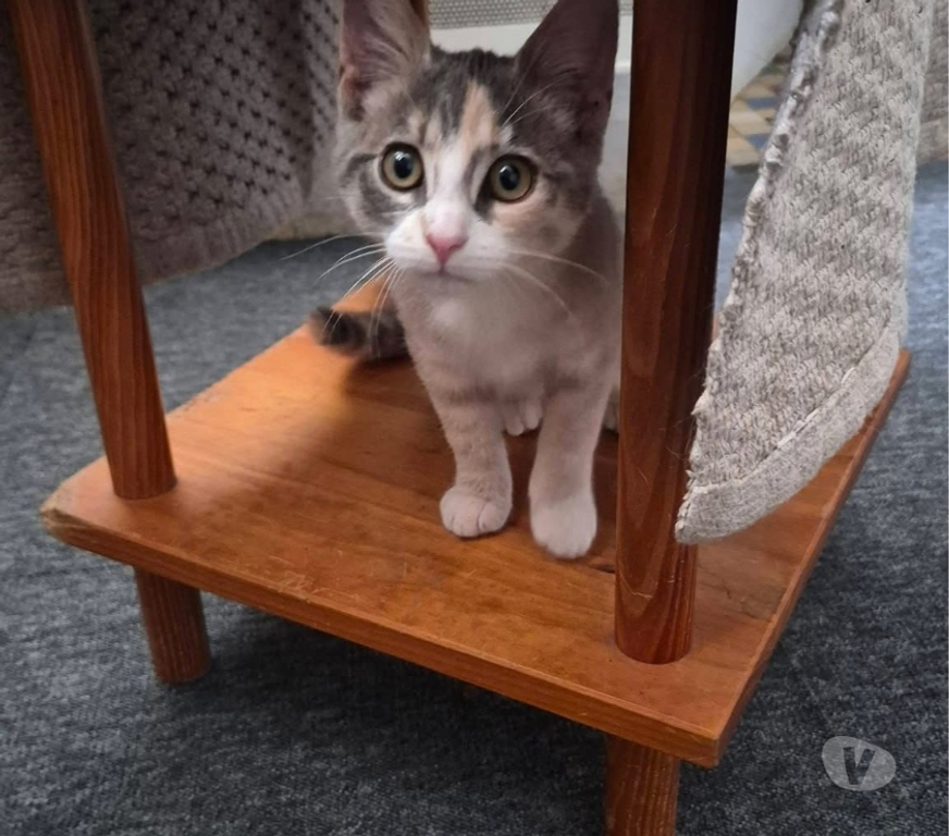 Vente Loire-Atlantique Guemene Penfao - Photos Vivastreet Bonnie, jeune chatte à adopter