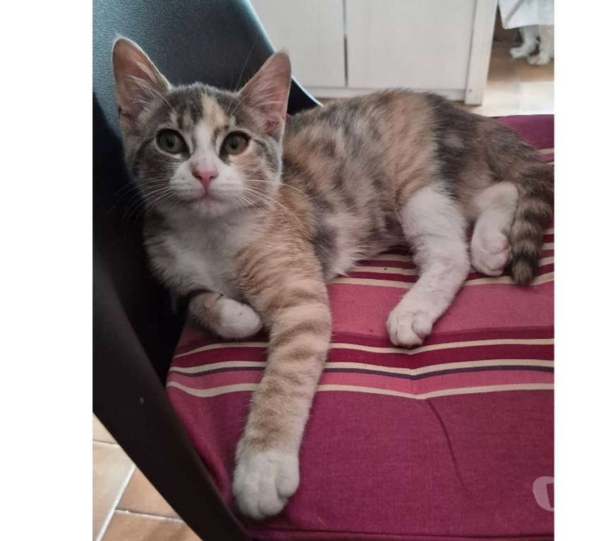 Vente Loire-Atlantique Guemene Penfao - Photos Vivastreet Bonnie, jeune chatte à adopter