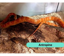 Photos Vivastreet Antropine, serpent des blés à adopter