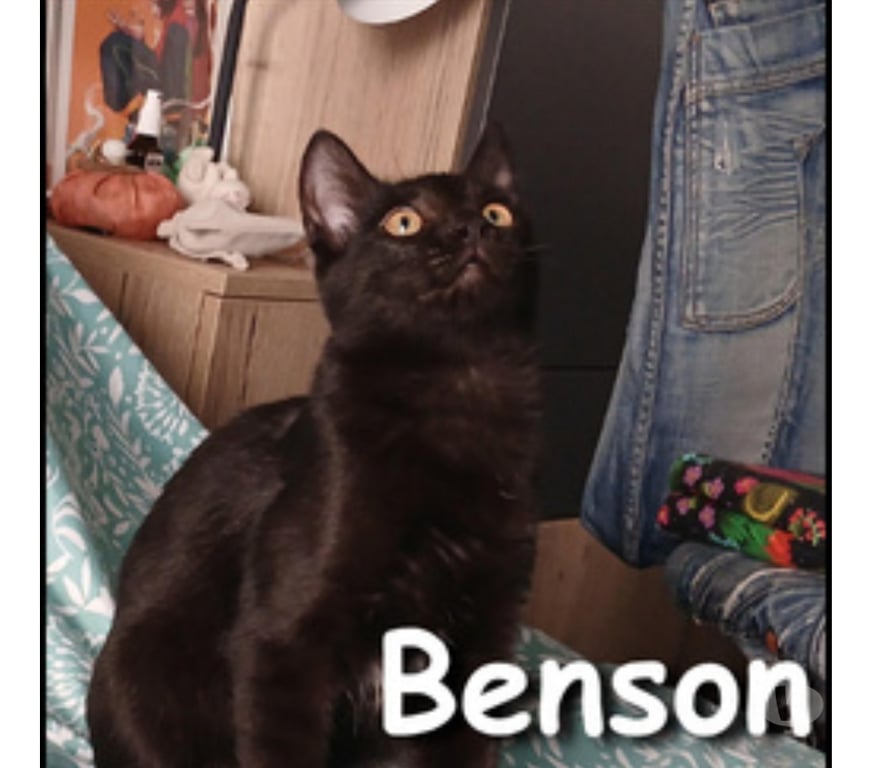 Don animaux Rhône Lyon - Photos Vivastreet BENSON, chaton adorable et très sociable
